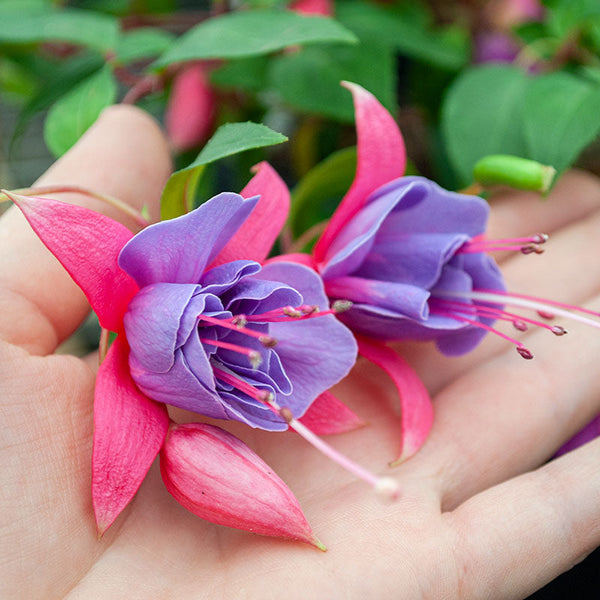 Fuchsia 'Tennessee Waltz' plants