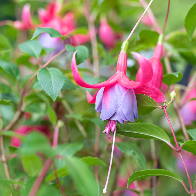 Fuchsia 'Tennessee Waltz' - S1