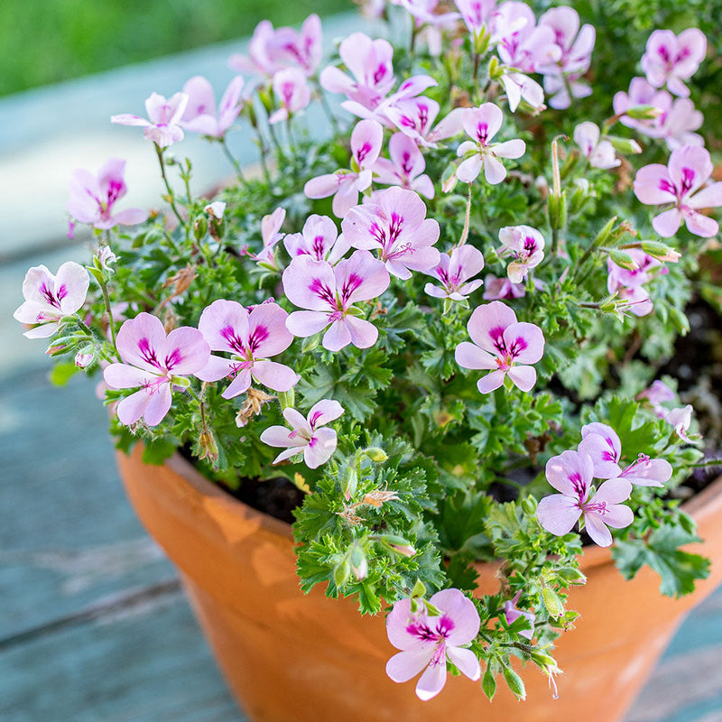 
  



Geranium 'Lemona' 
