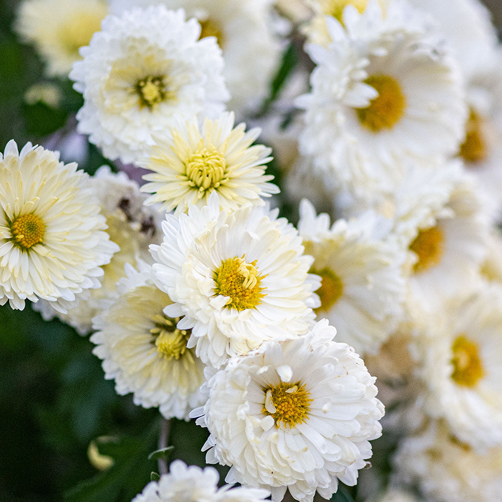 Chrysanthemum 'Old Fashioned White