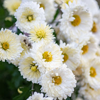 
    



Chrysanthemum 'Old Fashioned White' 
