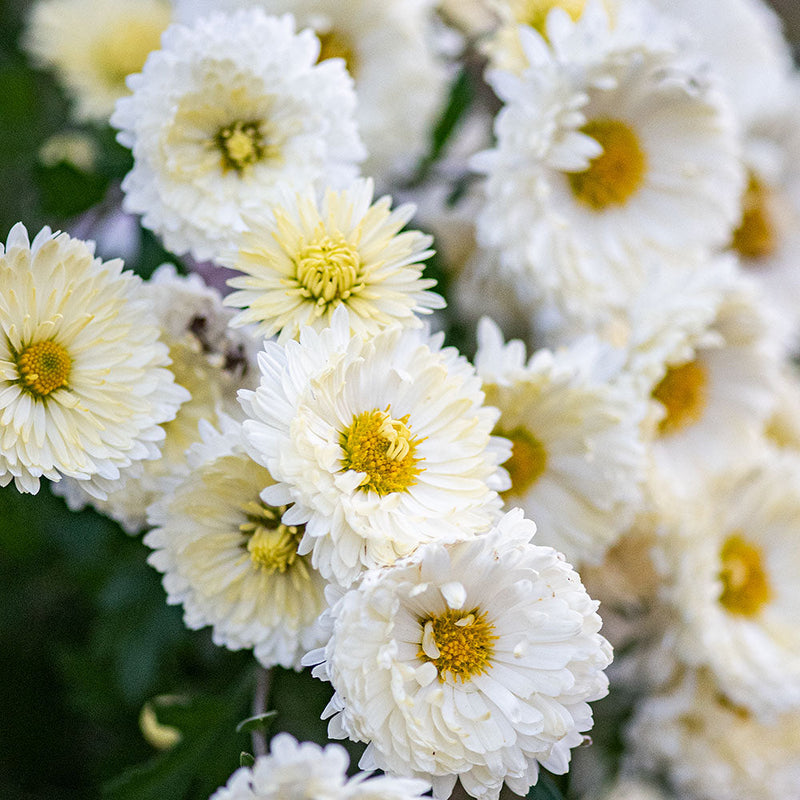 Chrysanthemum 'Old Fashioned White' - S1