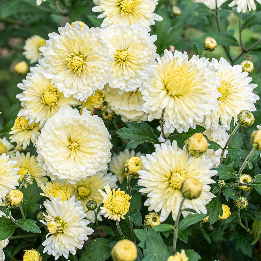 Chrysanthemum 'Old Fashioned White' - S1