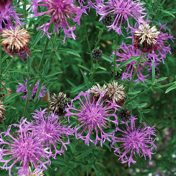 Cornflower 'Perennial Butterfly'