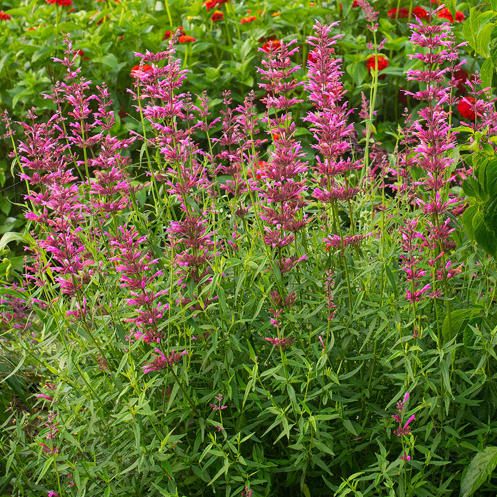 Agastache 'Licorice Candy' - S1