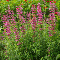 
    



Agastache 'Licorice Candy' 
