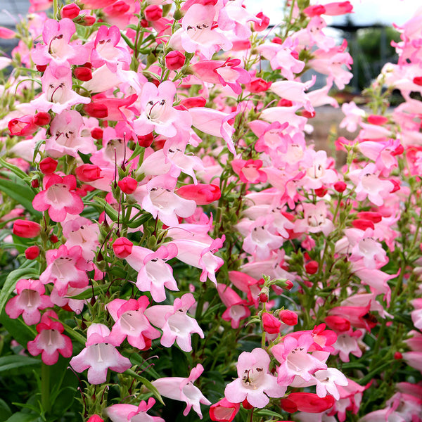 
    



Penstemon 'Flock of Flamingos' 
