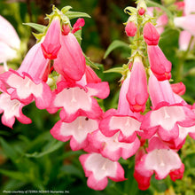 Penstemon 'Flock of Flamingos' - S1