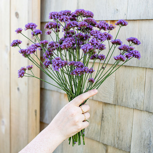 Verbena bonariensis 'Vanity' plants