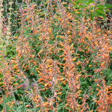 Agastache 'Coronado®' - S1