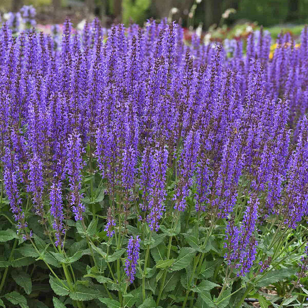 Salvia 'Blue By You' - S1