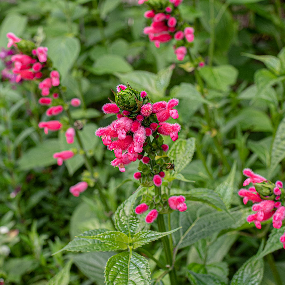 Salvia - Bolivian Hummingbird Sage - S1