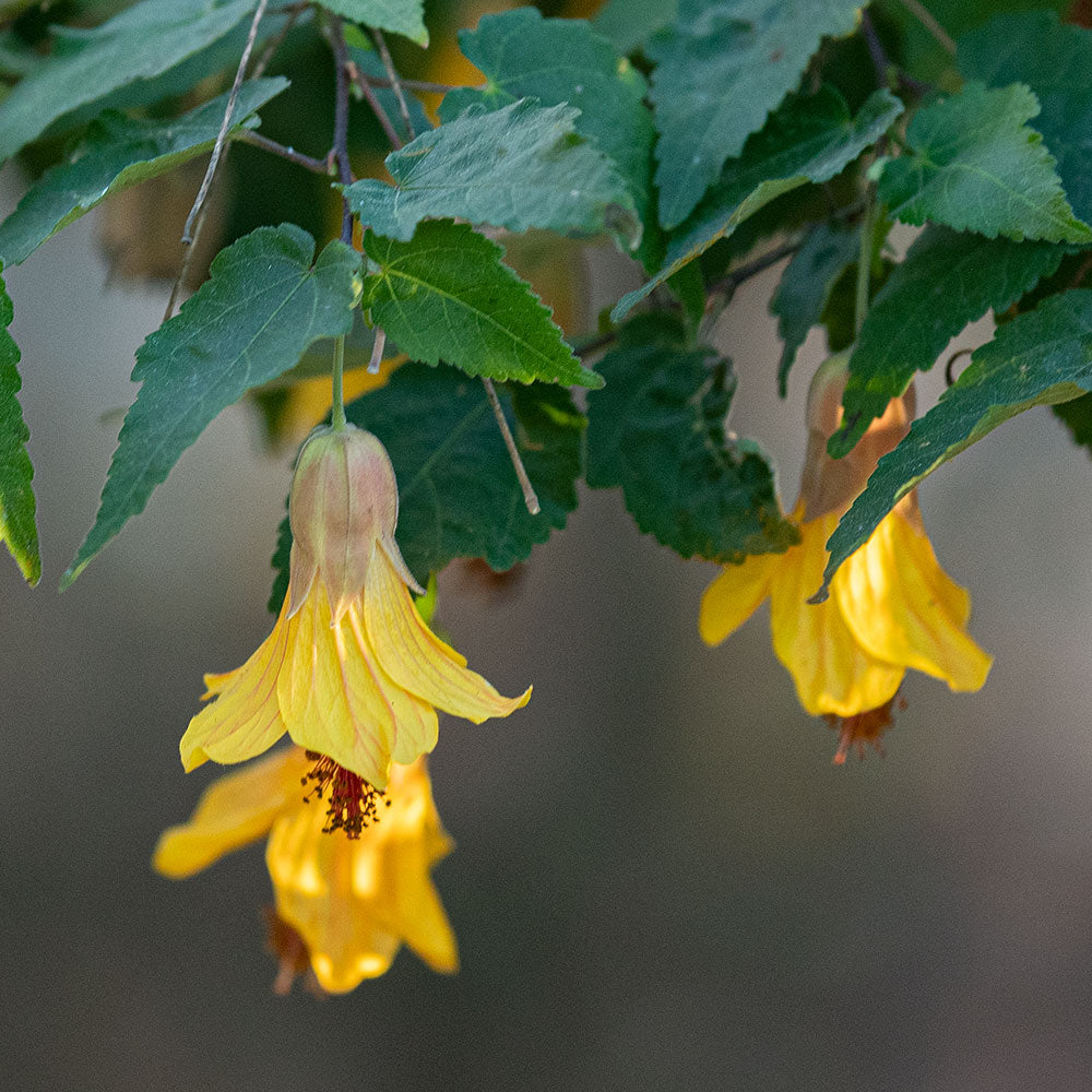 Abutilon 'Kentish Belle' - S1