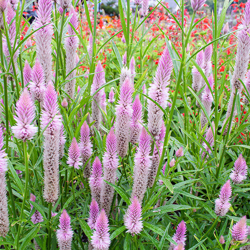 Celosia 'Flamingo Feather'