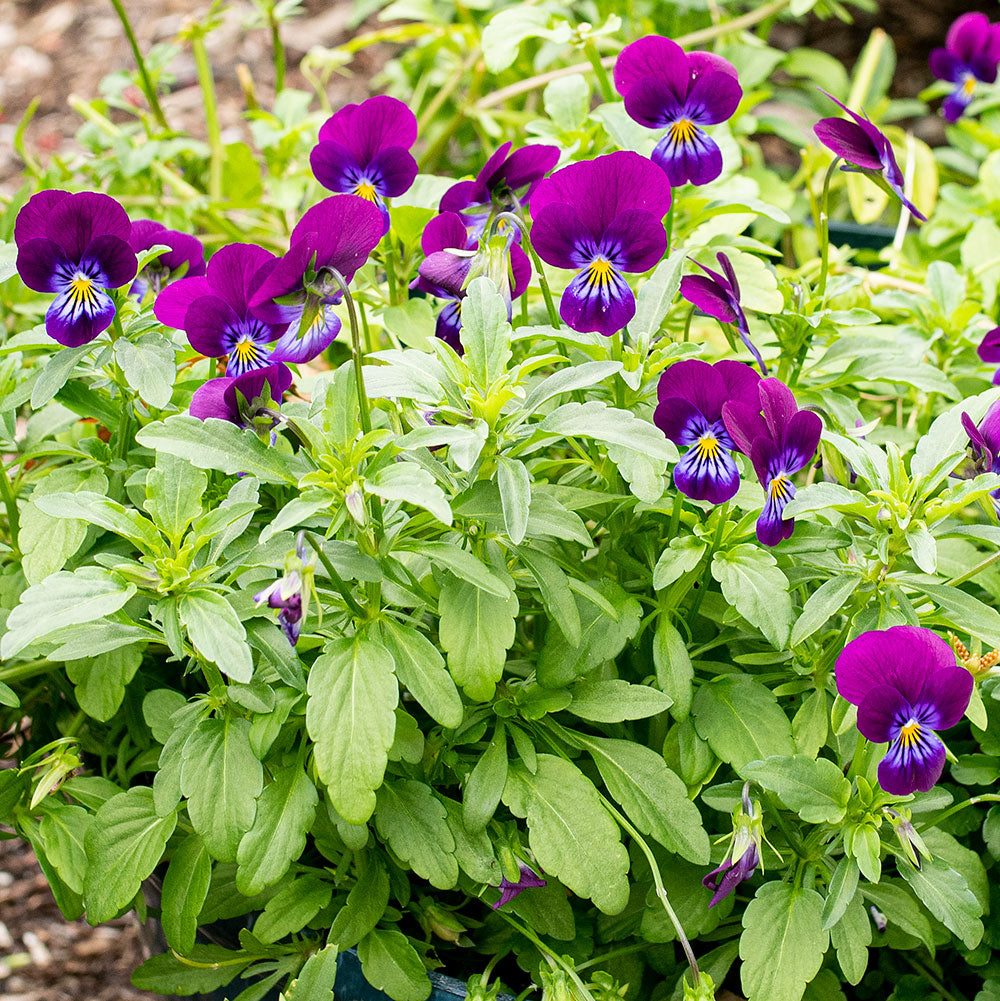 Viola 'King Henry'