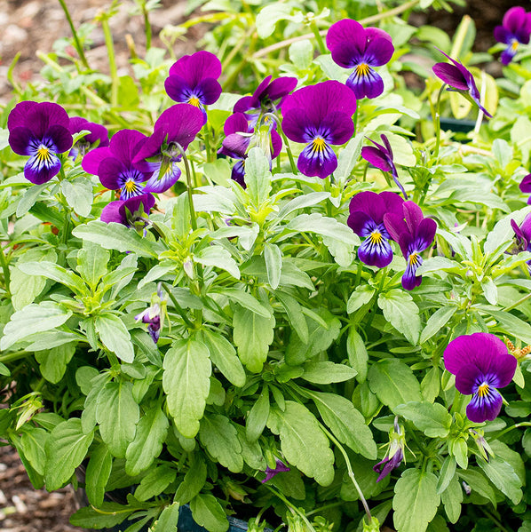 Viola 'King Henry'