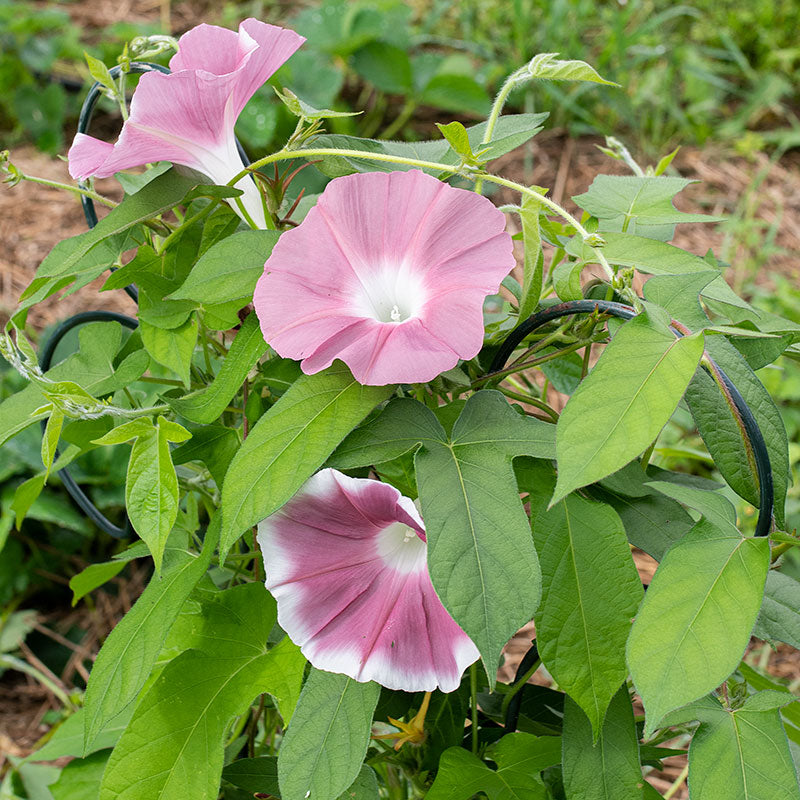 Morning Glory 'Morning Call Chocolate'