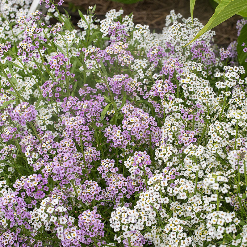 Sweet Alyssum 'Paletta Mix'