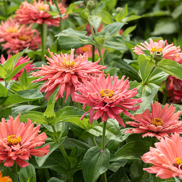 
    



Zinnia 'Senorita'
