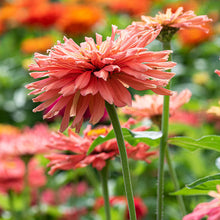 Zinnia 'Senorita'