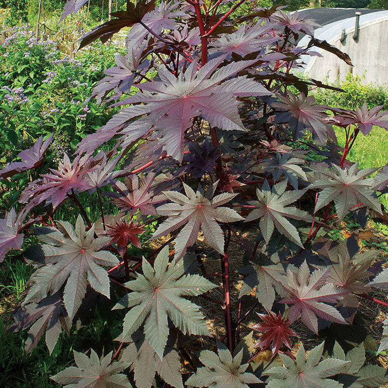 Castor Oil Bean 'New Zealand Purple' seeds