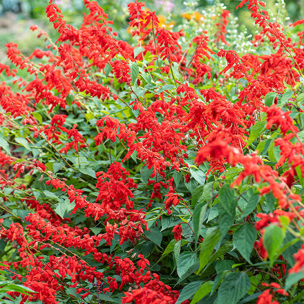 black rose chapel seeds Salvia 'Faye Chapel' plants