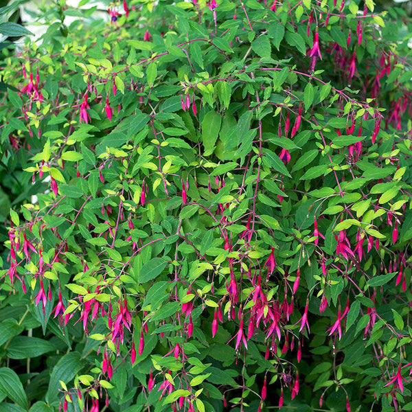 
    



Fuchsia 'Riccartonii' 
