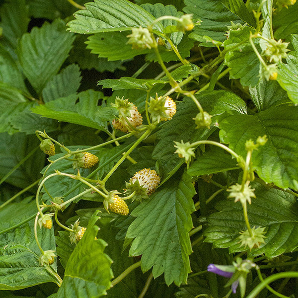 Strawberry - Alpine 'Yellow Wonder'