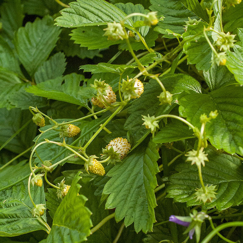 purple wonder strawberry seeds Alpine Strawberry 'Yellow Wonder' seeds