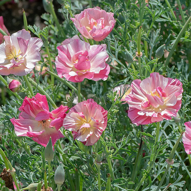 California Poppy 'Appleblossom Chiffon'