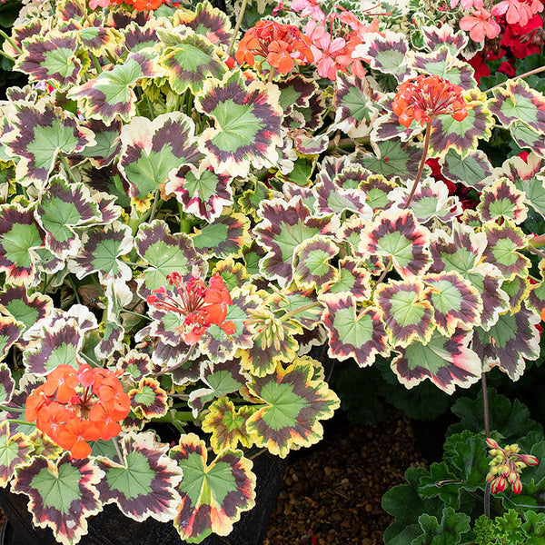 zonal vs seed geraniums Geranium 'Mrs. Pollock' plants