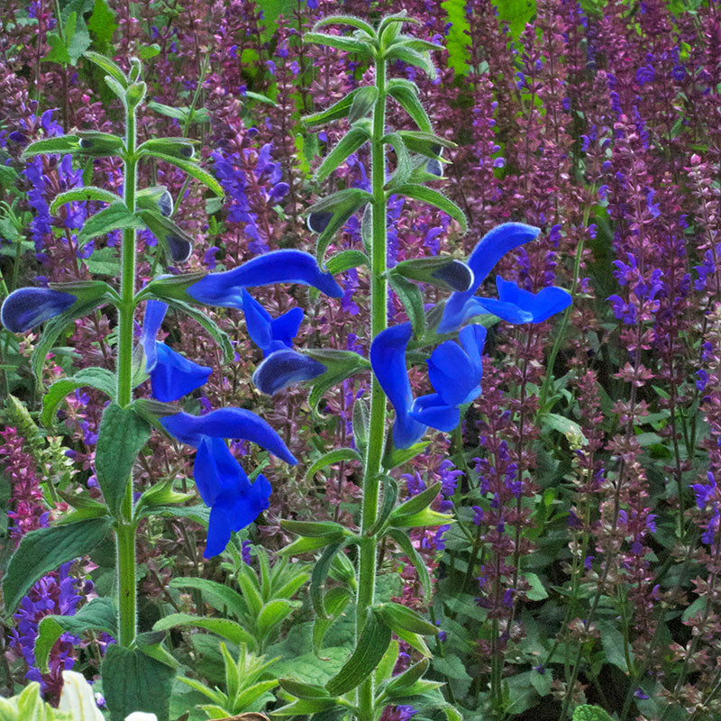 Salvia - Gentian Sage 'Oxford Blue'