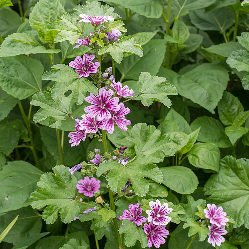 Hollyhock - French