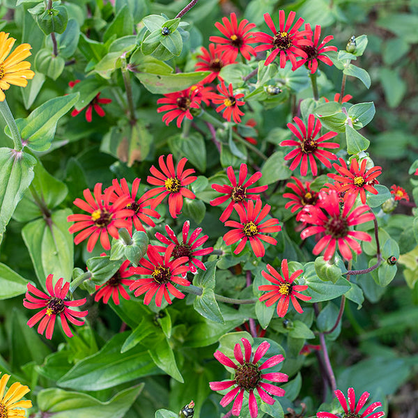 Zinnia 'Red Spider' Organic