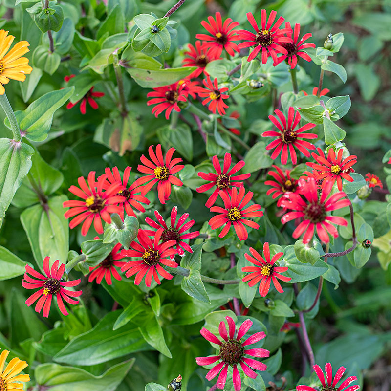 
  



Zinnia 'Red Spider' Organic
