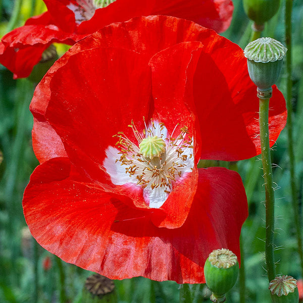 
    



Poppy - Corn 'American Legion'
