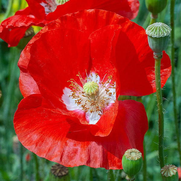 Red Corn Poppy Seeds (Papaver Rhoeas) – American Legion Variety, Bulk 55,000 Seeds For Planting-526999