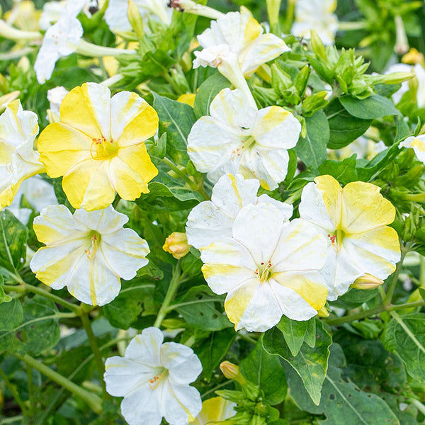 Four O'Clock 'Lemon Swirl' seeds - Mirabilis jalapa