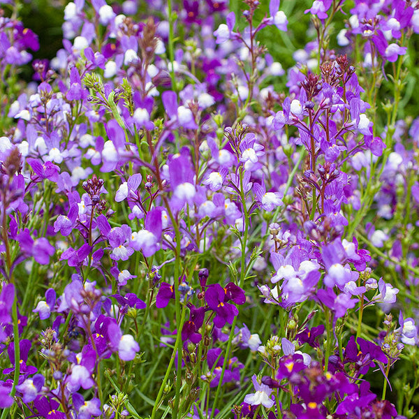 Linaria 'Licilia Azure'