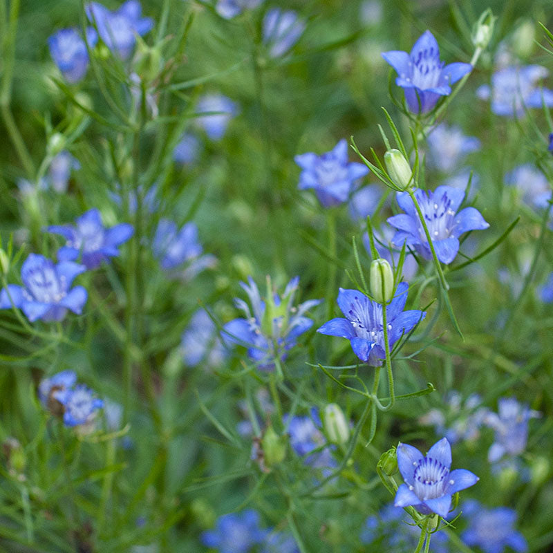 Nigella 'Blue Stars'