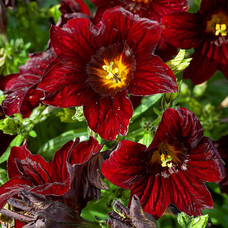 thumbnail image 2 of 200 Mixed Velvet Trumpet Flower Seeds Salpiglossis Sinuata Painted Flowers 2 of 13