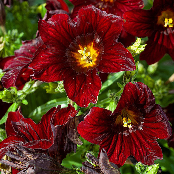 trumpet shaped flower related to the tobacco plant crossword clue Laurel Leaf Blue Sky Vine, Rang Jued, Laurel Clock Vine, Blue Vine - Hummingbird Plants Night blooming tobacco has legs.