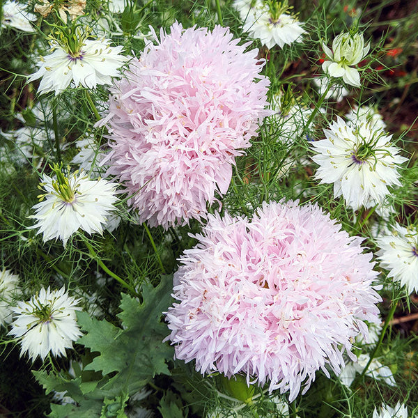 Poppy 'Lilac Pompom'