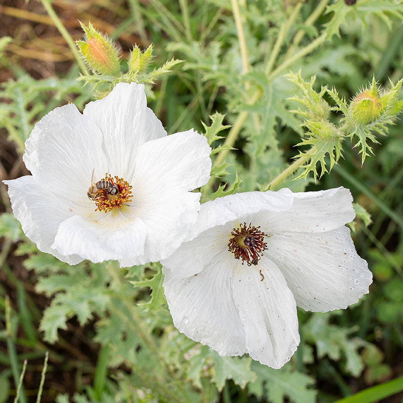 white flower with prickly seed pod Poppy