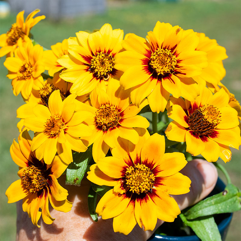 Zinnia 'Soleado'