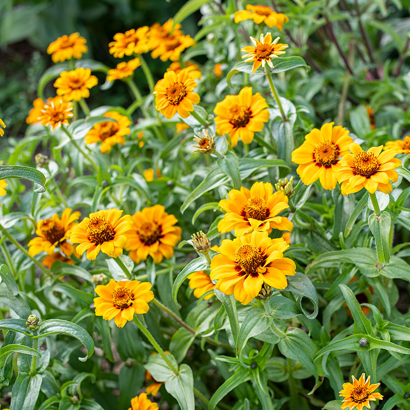 Zinnia 'Soleado'