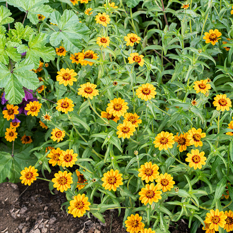 Zinnia 'Soleado'