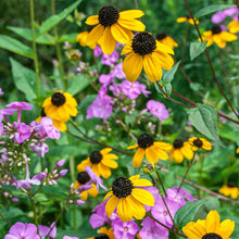 Rudbeckia 'Brown-eyed Susan'