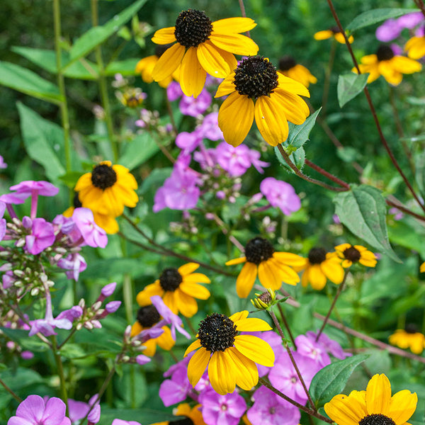 Rudbeckia 'Brown-eyed Susan'