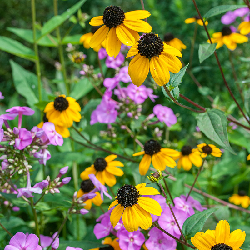 planting brown eyed susan seeds Organic Seeds - Rudbeckia triloba